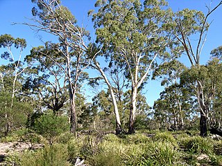 <i>Eucalyptus viminalis</i> Species of plant