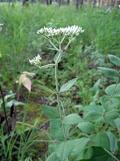 <i>Eupatorium rotundifolium</i> Species of flowering plant