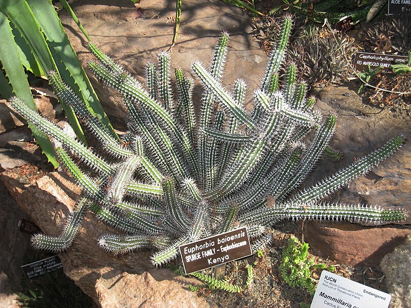 File:Euphorbia baioensis (Washington DC).jpg