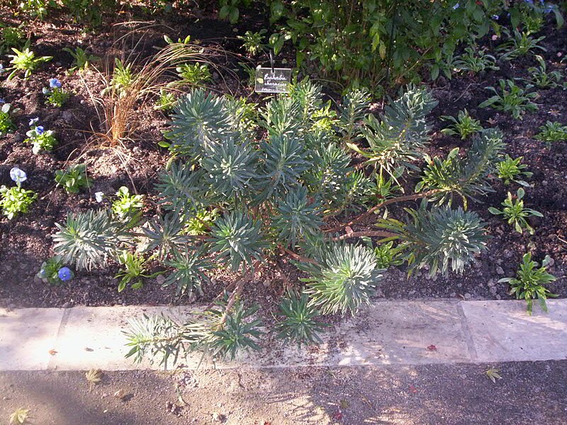 File:Euphorbia characias in Arboretum Angers.jpg