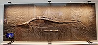 Complete specimen from the Sachrang Formation Eurhinosaurus Urweltmuseum Hauff.JPG