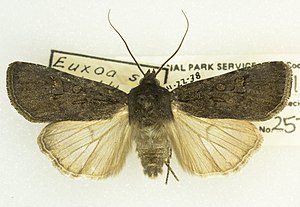 Euxoa stygialis -25788, Det. Gates Clarke, North Rim Grand Canyon, Arizona, 22 August 1938, Louis Schellbach III (49553036386).jpg