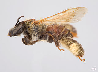 <i>Exomalopsis mellipes</i> Species of bee
