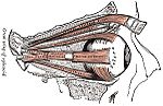 Miniatura para Músculo elevador del párpado superior