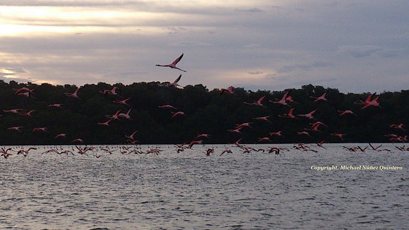 File:FLAMENCOS ROSADOS EN LA CIENÉGA DE LOS OLIVITOS.jpg