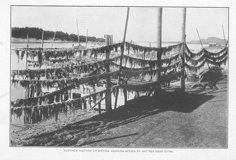 File:FMIB 49116 Another method of drying herring spawn by natives near Sitka.jpeg