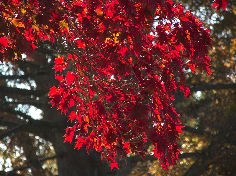 Japanese maple in fall color