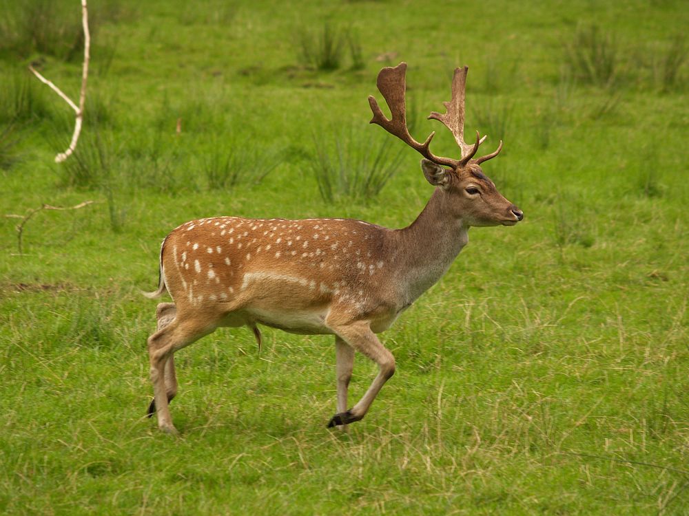 The average litter size of a Fallow deer is 1