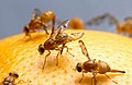 Female Mexican fruit fly.jpg