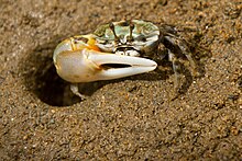 Fiddler Gelasimus vomeris, a related member to the Leptuca thayeri. Fiddler Crab (IMG8253).jpg