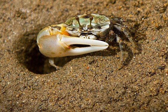 A fiddler crab with tall eye stalks.