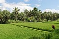 * Nomination Paddy fields in Ubud, Bali, Indonesia --Jakubhal 19:18, 23 February 2023 (UTC) * Promotion  Support Good quality.--Agnes Monkelbaan 05:19, 24 February 2023 (UTC)