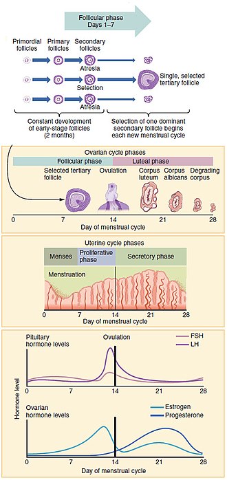 Progression of the menstrual cycle and some of the hormones contributing to it Figure 28 02 07.jpg