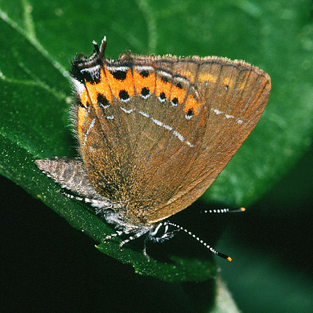 Satyrium (chi bướm)