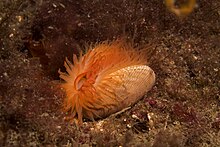 A flame shell taken in Scotland Flame Shell - Scotland.jpg