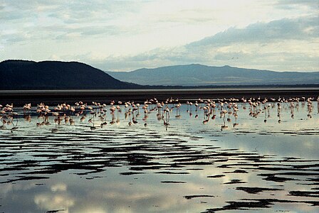 Flamingi różowe, Jez. Nakuru