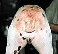 Thumbnail for Flea allergy dermatitis