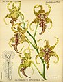 Dendrobium spectabile plate 22 in: A.Cogniaux & A.Goossens: Dictionnaire iconographique des orchidées, (1896-1907)