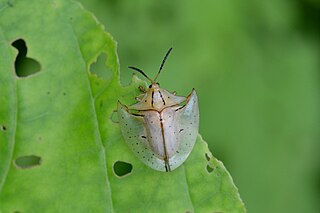 <i>Acromis</i> Genus of tortoise beetles