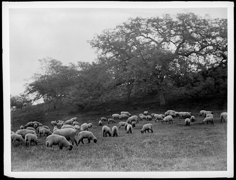 File:Flock of sheep (CHS-302).jpg