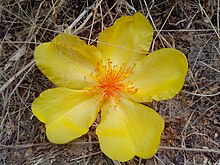 Detail of flower. Flor; Cochlospermum vitifolium.jpg