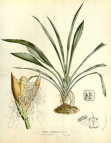 Flore des serres v15 033a.jpg