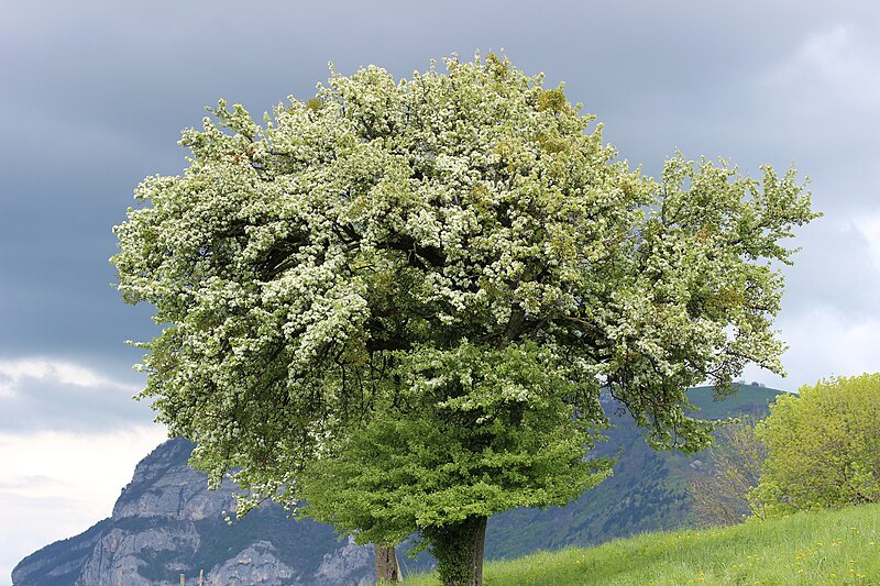 File:Flowering Tree (13123208473).jpg