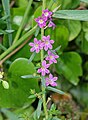 Lythrum junceum (Lythraceae)