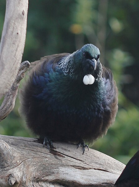 File:Fluffed-up tui, from the front.jpg