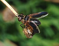 Female Tricopoda pennipes (Tachinidae)