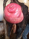 Thumbnail for Bovine vaginal prolapse