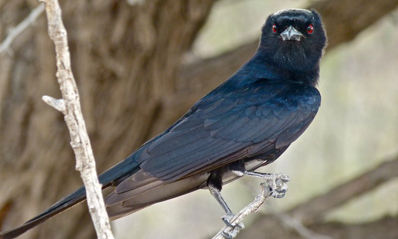 File:Fork-tailed Drongo (Dicrurus adsimilis) (6446845729).jpg