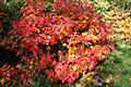 Arboretum Robert Lenoir - Rendeux (Belgium).