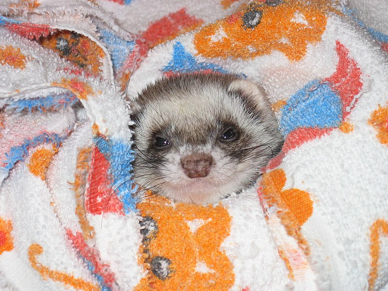 File:Frettchen in blanket.jpg