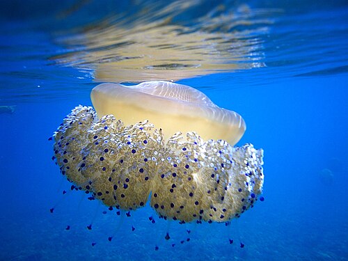 Fried Egg Jellyfish at Marsascala Photograph: Stefar70