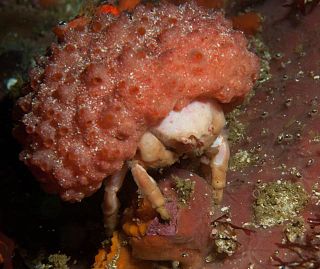 <span class="mw-page-title-main">Furred sponge crab</span> Species of crab