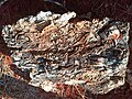 Fósiles marinos (El Madroño, Landa de Matamoros, Qro).jpg