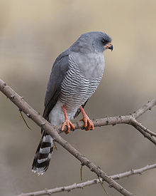 Autour des palombes de Gabar (Micronisus gabar) .jpg