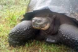 Galápagos tortoise Santa Cruz Island Galápagos Ecuador DSC00238 ed ad.jpg