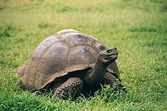 Description de l'image Galapagos Geochelone nigra porteri.jpg.