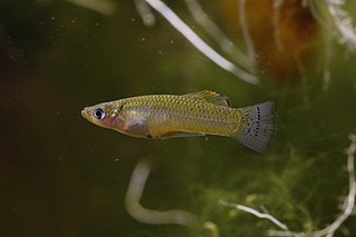 Hispaniolan gambusia Species of fish