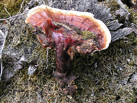 Ganoderma lucidum 02.jpg