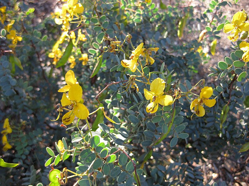 File:Gardenology.org-IMG 2738 ucla09.jpg