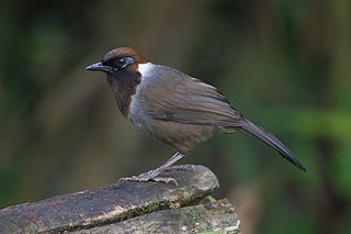 <span class="mw-page-title-main">White-necked laughingthrush</span> Species of bird