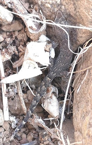 <span class="mw-page-title-main">Chilean marked gecko</span> Species of lizard
