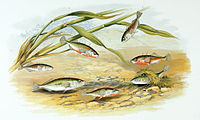 1879年に描かれた、イトヨによる繁殖行動の図。水底に作られた巣で産卵する雌の姿。雌の直上で縄張りを守る雄は、鮮やかな婚姻色を呈している