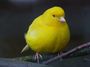 A domestic canary