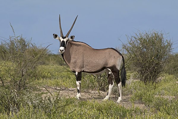 Image: Gemsbok (Oryx gazella) male