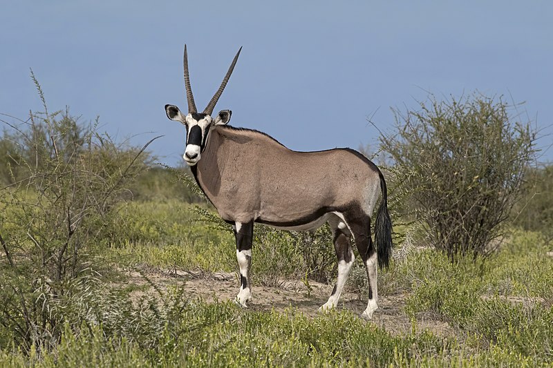 File:Gemsbok (Oryx gazella) male.jpg