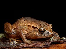 Geobatrachus walkeri 86557356 (обрезано) .jpg